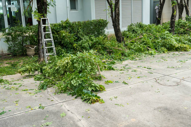 How Our Tree Care Process Works  in  Lynn Haven, FL
